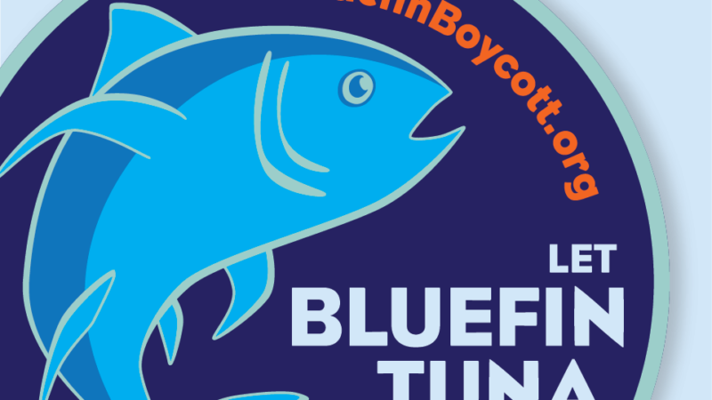 Bluefin Tuna Boycott