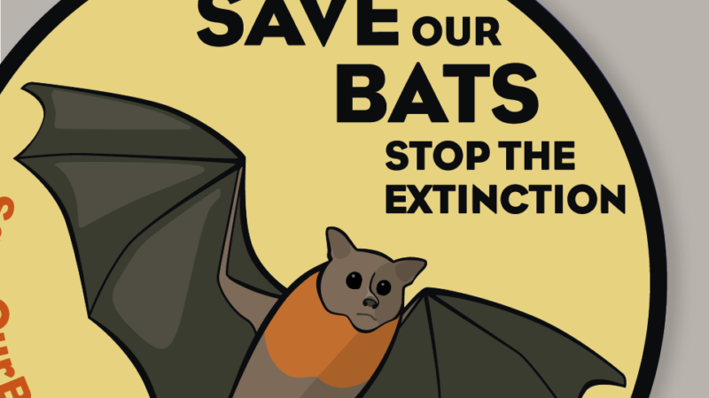 Save Our Bats